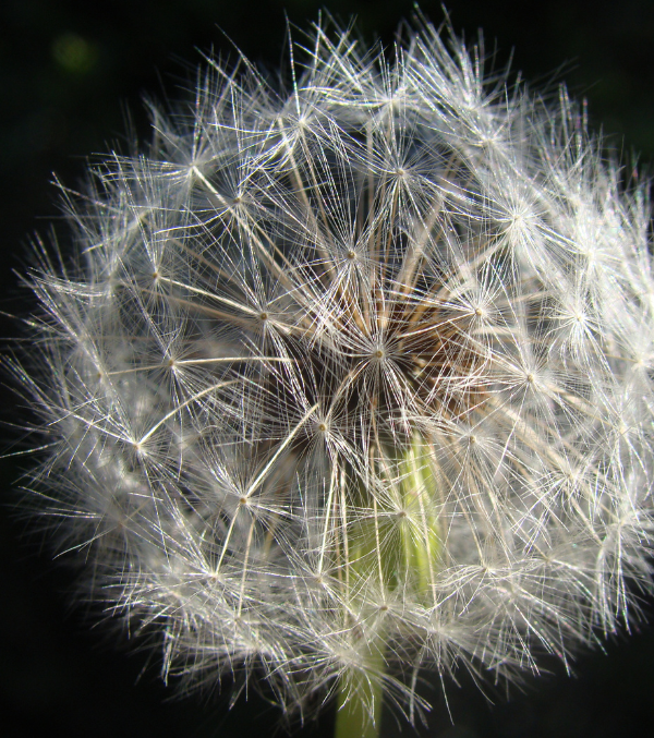 Pusteblume