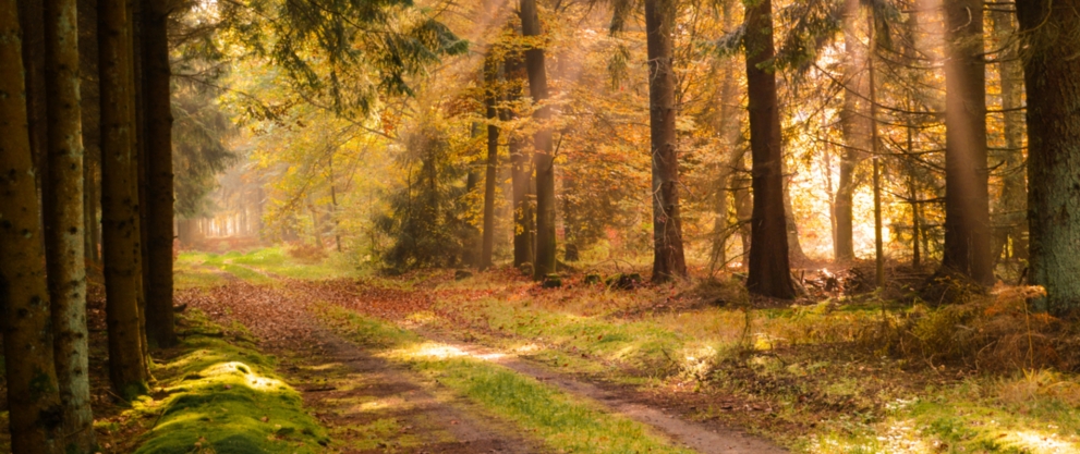 Waldweg in der Lewitz