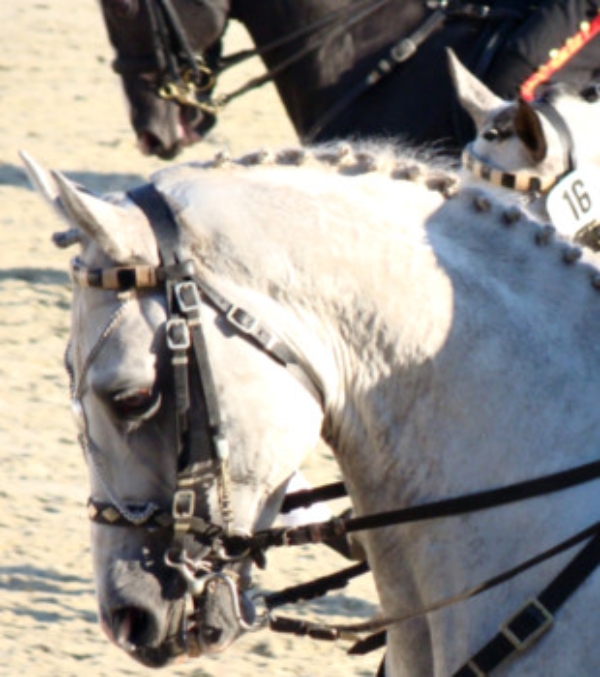 Redefin Detail Hengsparade Hengstparade Detail Pferdekopf