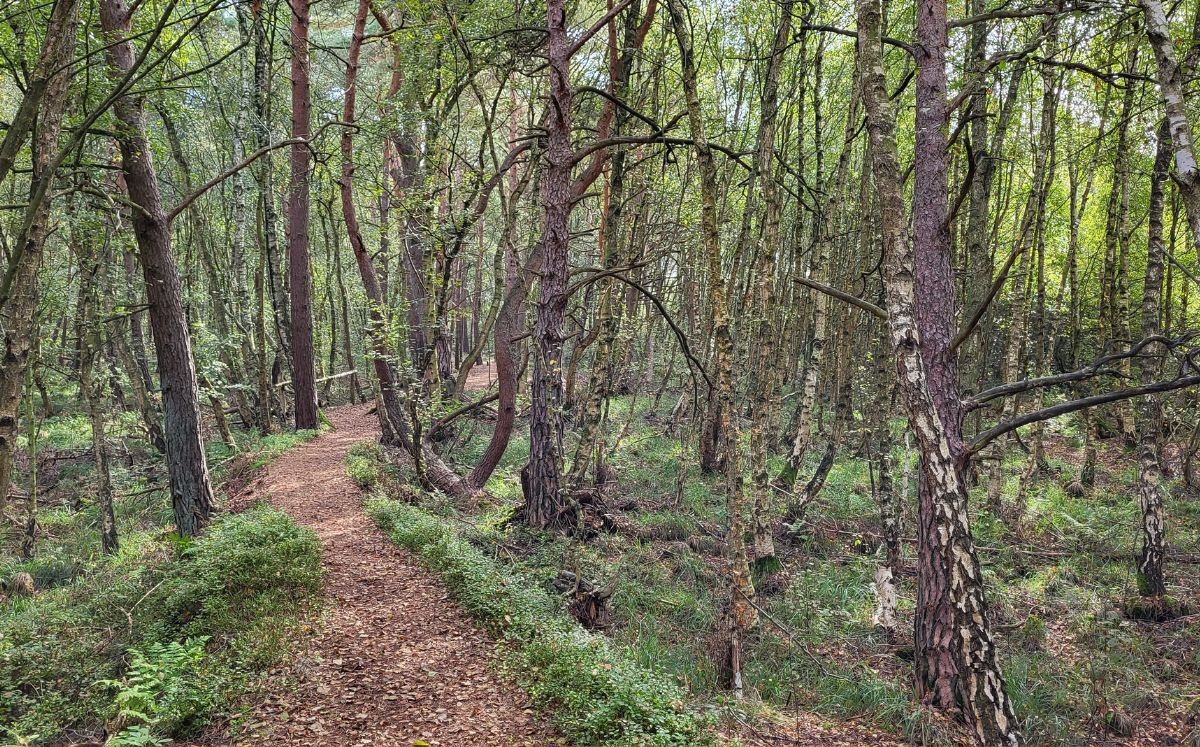 Grambower Moor - Lehrpfad © TVMSN