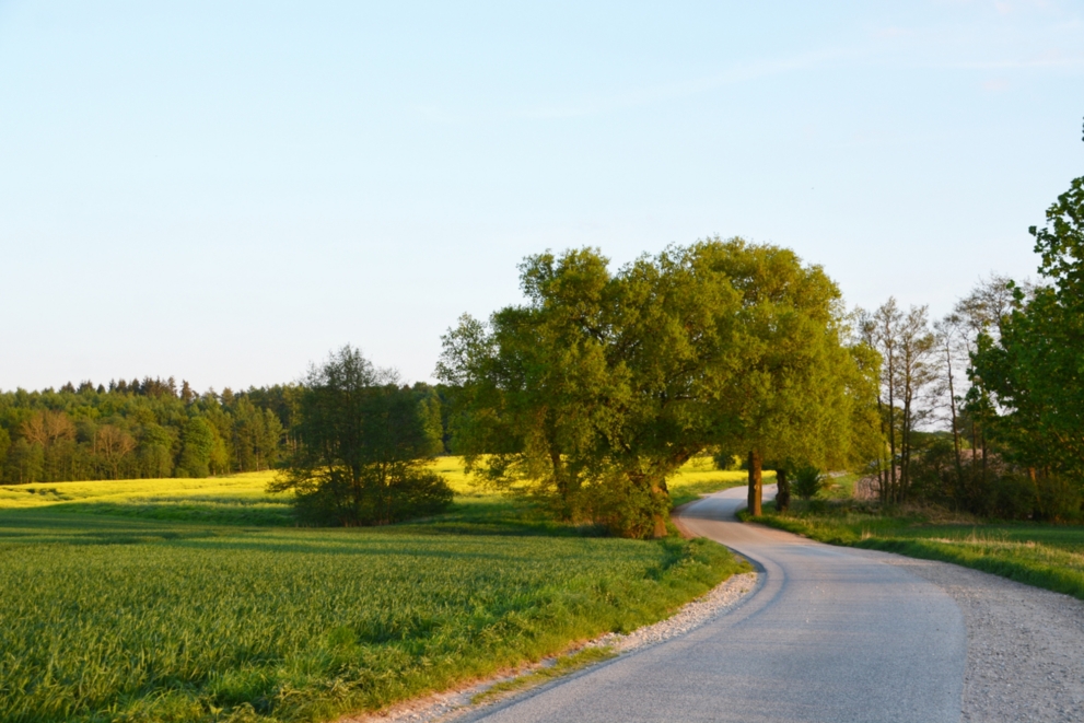 Landstraße in der Nähe von Grambow, Abendstimmung und Rapsblüte