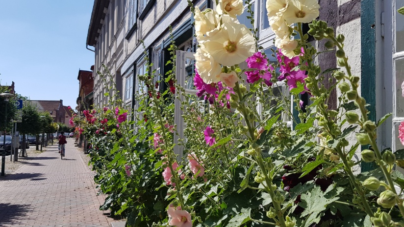 Blumen in Hagenow