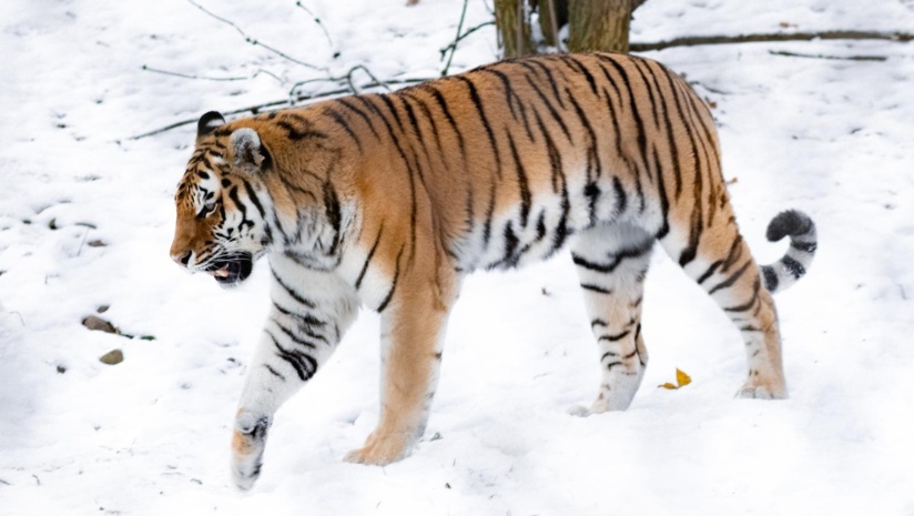 Tiger im Zoo Schwerin