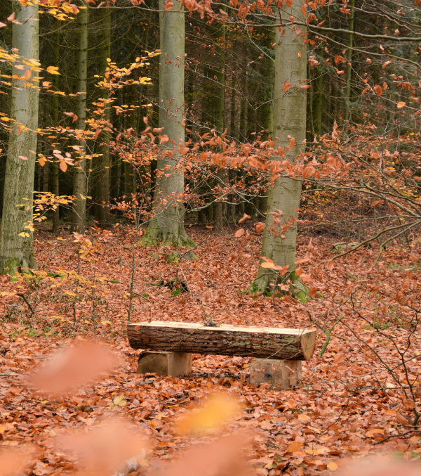 Waldpfad im Gädebehner Forst